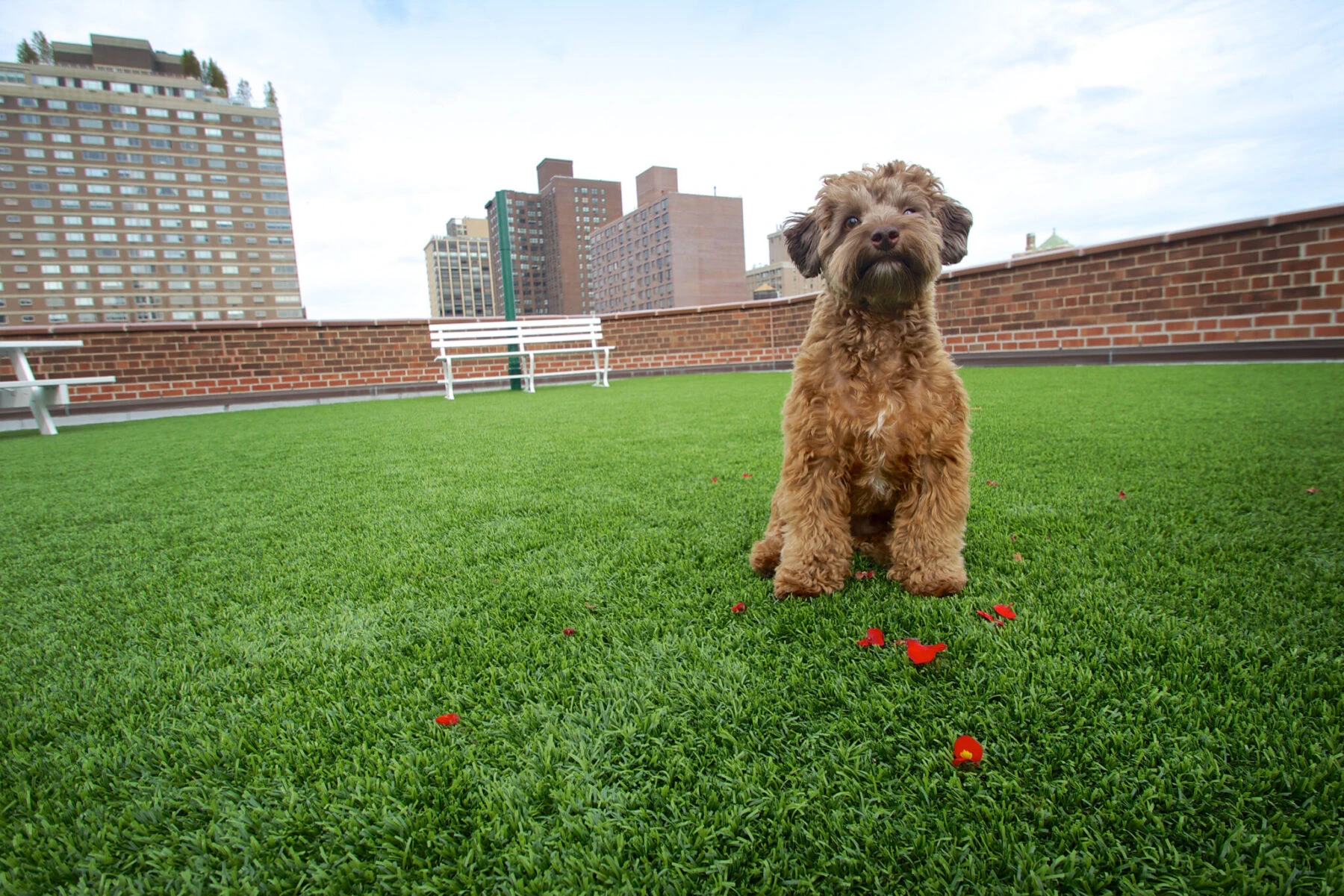 Pet friendly artificial turf